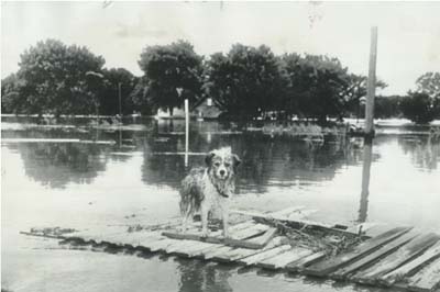 A dog in Seward, Nebraska seeks refuge during flooding - 1951.